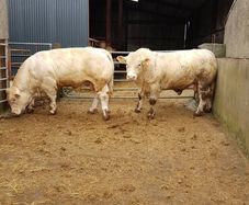Pedigree Registered Charolais bulls for sale