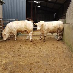 Pedigree Registered Charolais bulls for sale