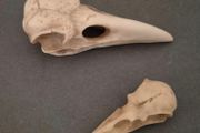 1/1  resin copy of a raven and a crow skull.