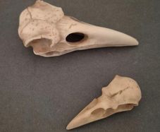 1/1  resin copy of a raven and a crow skull.