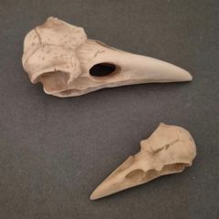 1/1  resin copy of a raven and a crow skull.