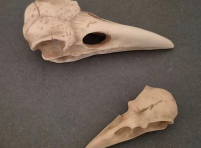 1/1  resin copy of a raven and a crow skull.