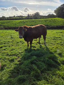 Pedigree Limousin Bulls