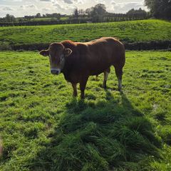Pedigree Limousin Bulls