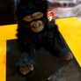 Ty Classic Baby George Gorilla  Vintage 1995 Image 6
