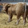 Charolais Bullock Weanling Calves Image 4
