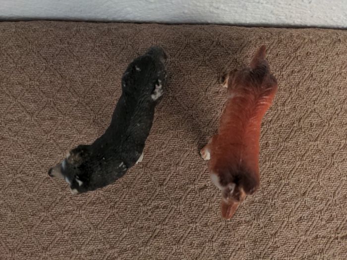 Two toy dog figures