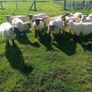 Hoggets for sale Image 3