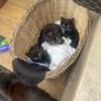 Three kittens Image 2