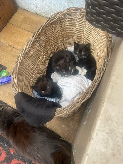 Three kittens