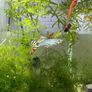 Guppies/Swordtails Image 9