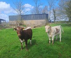 Cattle Pedigree Irish Moiled Bulls 11 months old