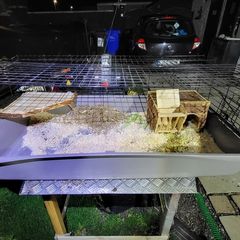 XXL  guinea pig & rabbit cage