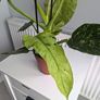 Philodendron Jose Bueno Plant Image 4