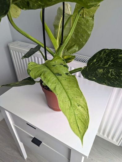 Philodendron Jose Bueno Plant