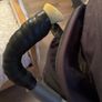 Pram- MacLaren 2016 Techno XLR Stroller Image 5