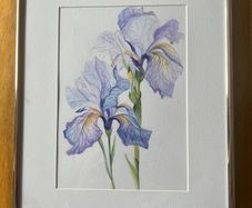 Paint / picture    Irises