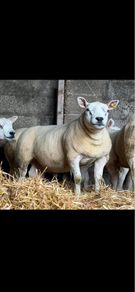 Texel shearlings