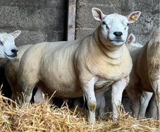Texel shearlings