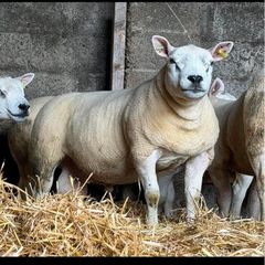 Texel shearlings