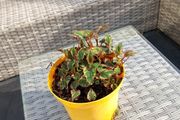 garden  plant