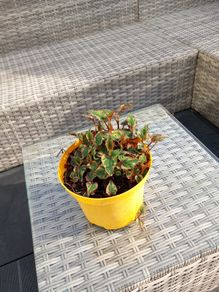 garden  plant
