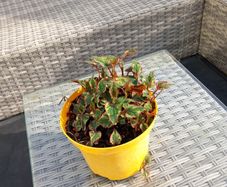 garden  plant