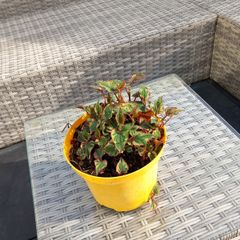 garden  plant