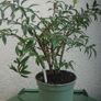 Euonymus alatus 'Blade Runner' Image 3
