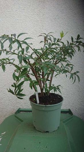 Euonymus alatus 'Blade Runner'