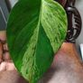 Epipremnum Aureum Marble Queen big leaves Image 7
