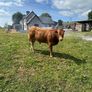 Bull Image 3