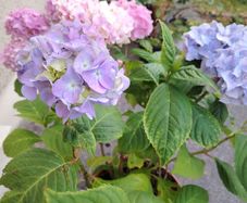 plant