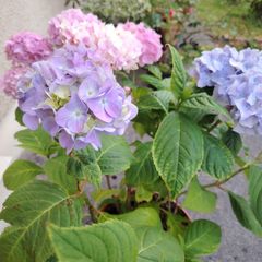 plant