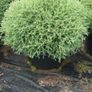 Thuja Occidentalis Mr. Bowling Ball Image 3