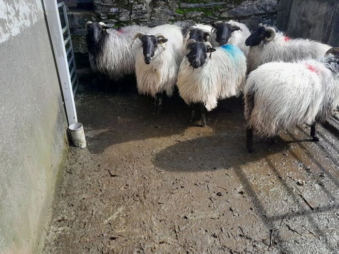 Cull Ewes