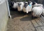 Cull Ewes