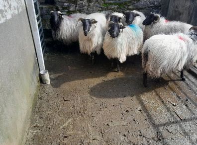 Cull Ewes