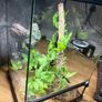 HabiStat Glass Terrarium Image 4