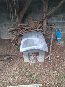 dog house