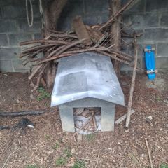 dog house