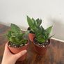 Mini/ dwarf snake plant house plant Image 2
