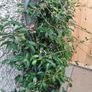 XL evergreen jasmine on metal frame Image 4