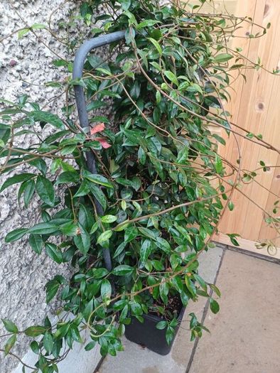 XL evergreen jasmine on metal frame