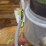 Philips Avent 2-in-1 Steamer and Blender - Steam and Blend Baby Food (Model SCF870) Image 3