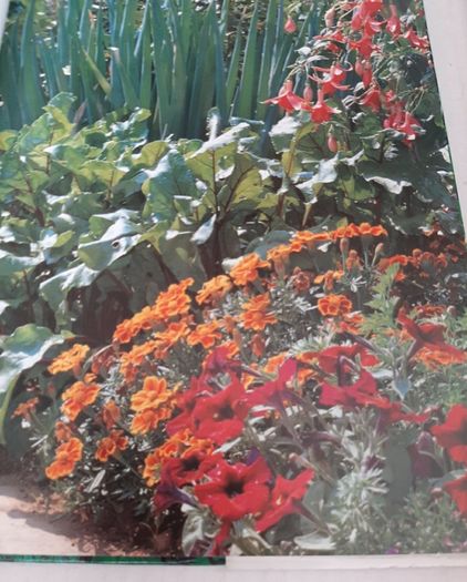 New Geoff Hamiltond year in your garden book