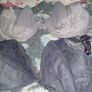 Bras Image 6