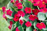 (N) Nasturtium Cherry Rose seeds 3g (415465)