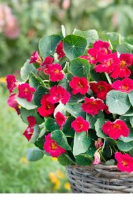 (N) Nasturtium Cherry Rose seeds 3g (415465)
