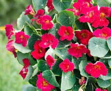 (N) Nasturtium Cherry Rose seeds 3g (415465)